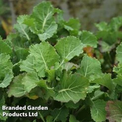 Kale 'Daubenton's Green' -Plants Sales Store KALE DAUBGREEN S493261