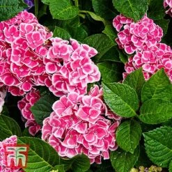 Hydrangea Macrophylla 'Camilla' 7 Hydrangea Macrophylla 'Camilla' -Plants Sales Store KB3620 HYDR 1