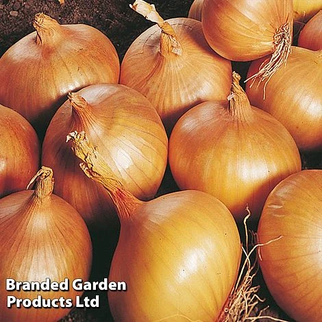 Onion Triple Pack (Autumn Planting) 4 Onion Triple Pack (Autumn Planting) - Image 2