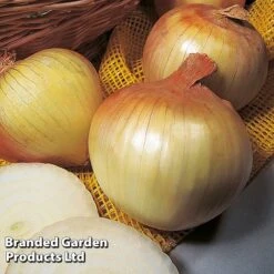 Onion Triple Pack (Autumn Planting) 7 Onion Triple Pack (Autumn Planting) -Plants Sales Store KC2347 3
