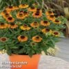 Helenium 'Short 'n' Sassy' -Plants Sales Store KC8617