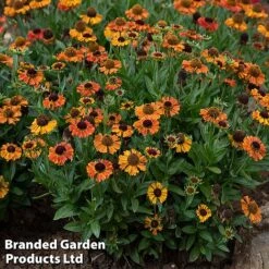Helenium 'Short 'n' Sassy' -Plants Sales Store KC8617a