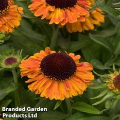 Helenium 'Short 'n' Sassy' -Plants Sales Store KC8617b