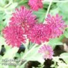 Knautia Macedonica Mars Midget -Plants Sales Store KNAU MARSMIDGE KA5669