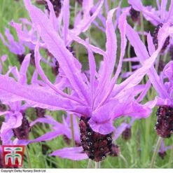 Lavender 'Flaming Purple' 7 Lavender 'Flaming Purple' -Plants Sales Store LAV TKA0975 C