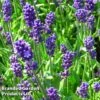 Lavender 'Blue Scent' -Plants Sales Store LAVA KC9114 A