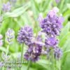 Lavender 'Dwarf Blue' -Plants Sales Store LAVA KC9115 A1