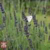 Lavender 'Grosso' -Plants Sales Store LAVE KB3594 A