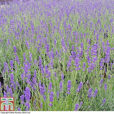 Lavender 'Imperial Gem' 4 Lavender 'Imperial Gem' - Image 2