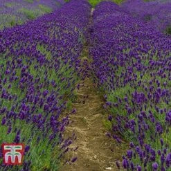 Lavender 'Imperial Gem' 8 Lavender 'Imperial Gem' -Plants Sales Store LAVE T80302 C