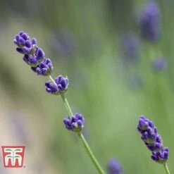 Lavender 'Imperial Gem' 9 Lavender 'Imperial Gem' -Plants Sales Store LAVE T80302 D