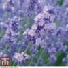 Lavender 'Melissa Lilac' -Plants Sales Store LAVE TKA0703 A1