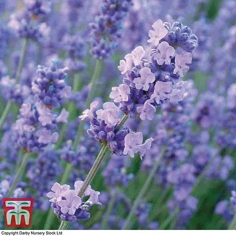 Lavender 'Melissa Lilac' 3 Lavender 'Melissa Lilac'