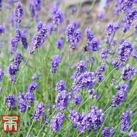 Lavender 'Melissa Lilac' 4 Lavender 'Melissa Lilac' - Image 2