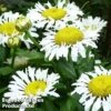 Leucanthemum X Superbum Lacrosse 1 Leucanthemum X Superbum Lacrosse -Plants Sales Store LEUC LACROSSE1