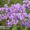 Limonium Gmelinii 2 Limonium Gmelinii -Plants Sales Store LIMO GMELINII L397321