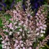 Linaria Purpurea 'Canon Went' 2 Linaria Purpurea 'Canon Went' -Plants Sales Store LINA T64332 A h