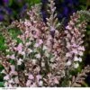 Linaria Purpurea -Plants Sales Store LINA CANONJWEN H33454