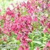 Lobelia Speciosa Fan Burgundy