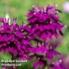 Lobelia 'Hadspen Purple' -Plants Sales Store LOBE HADSPENPU L45022