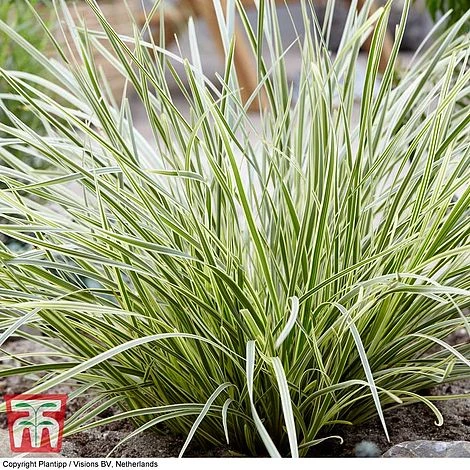 Lomandra 'White Sands' 4 Lomandra 'White Sands' - Image 2
