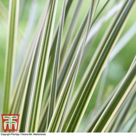 Lomandra 'White Sands' 7 Lomandra 'White Sands' - Image 5