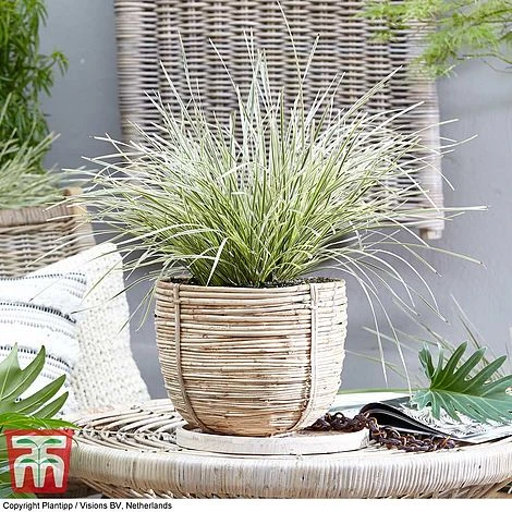 Lomandra 'White Sands' 8 Lomandra 'White Sands' - Image 6