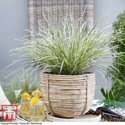 Lomandra 'White Sands' 20 Lomandra 'White Sands' -Plants Sales Store LOMA KB4776 F