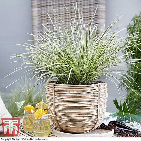 Lomandra 'White Sands' 9 Lomandra 'White Sands' - Image 7