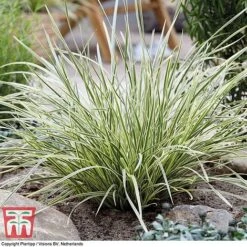 Lomandra 'White Sands' 21 Lomandra 'White Sands' -Plants Sales Store LOMA KB4776 G