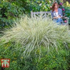 Lomandra 'White Sands' 22 Lomandra 'White Sands' -Plants Sales Store LOMA KB4776 H