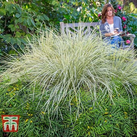 Lomandra 'White Sands' 11 Lomandra 'White Sands' - Image 9