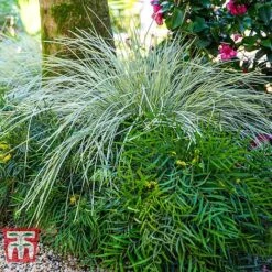 Lomandra 'White Sands' 23 Lomandra 'White Sands' -Plants Sales Store LOMA KB4776 I