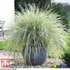 Lomandra 'White Sands' -Plants Sales Store LOMA kb4776 A1