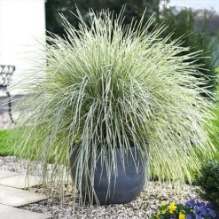 Lomandra 'White Sands' 24 Lomandra 'White Sands' -Plants Sales Store LOMA kb4776 NOW1