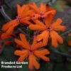 Lychnis X Arkwrightii 'Orange Zwerg' 2 Lychnis X Arkwrightii 'Orange Zwerg' -Plants Sales Store LYCH KC9118 A