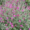 Lychnis Coronaria -Plants Sales Store LYCH CORONARIA1