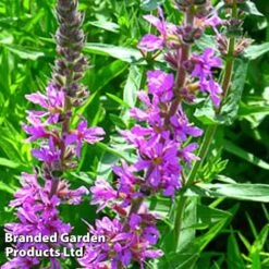 Lythrum Virgatum 'Rosy Gem' 5 Lythrum Virgatum 'Rosy Gem' -Plants Sales Store LYTH KC9119 B