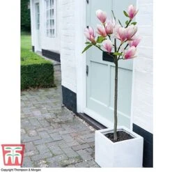 Magnolia 'Red Lucky' (Standard) -Plants Sales Store MAGN T10587 A