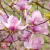 Magnolia 'George Henry Kern' -Plants Sales Store MAGN T58212 A