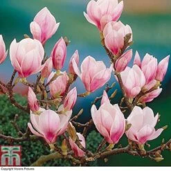 Magnolia 'Red Lucky' (Standard) -Plants Sales Store MAGN T86730 A