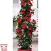 Mandevilla Sanderi 'Bloom Bells® Red' -Plants Sales Store MAND TKA6593 A