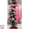 Mandevilla Sanderi 'Bloom Bells® Pink' -Plants Sales Store MAND TKA6594 A