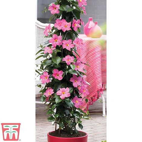 Mandevilla Sanderi 'Bloom Bells® Pink' 3 Mandevilla Sanderi 'Bloom Bells® Pink'