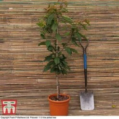 Plants Sales Store -Plants Sales Store MATT CHERRY DEL G16