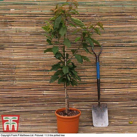 Prunus 'Snow Showers' 3 Prunus 'Snow Showers' - Image 2