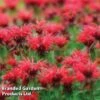 Monarda 'Cambridge Scarlet' -Plants Sales Store MONA 64422 A