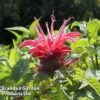 Monarda 'Croftway Pink' -Plants Sales Store MONA 64424 A