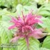 Monarda 'Mahogany' -Plants Sales Store MONA KA5873 A