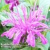 Monarda Didyma 'Balmy Lilac' -Plants Sales Store MONA KC9170 A
